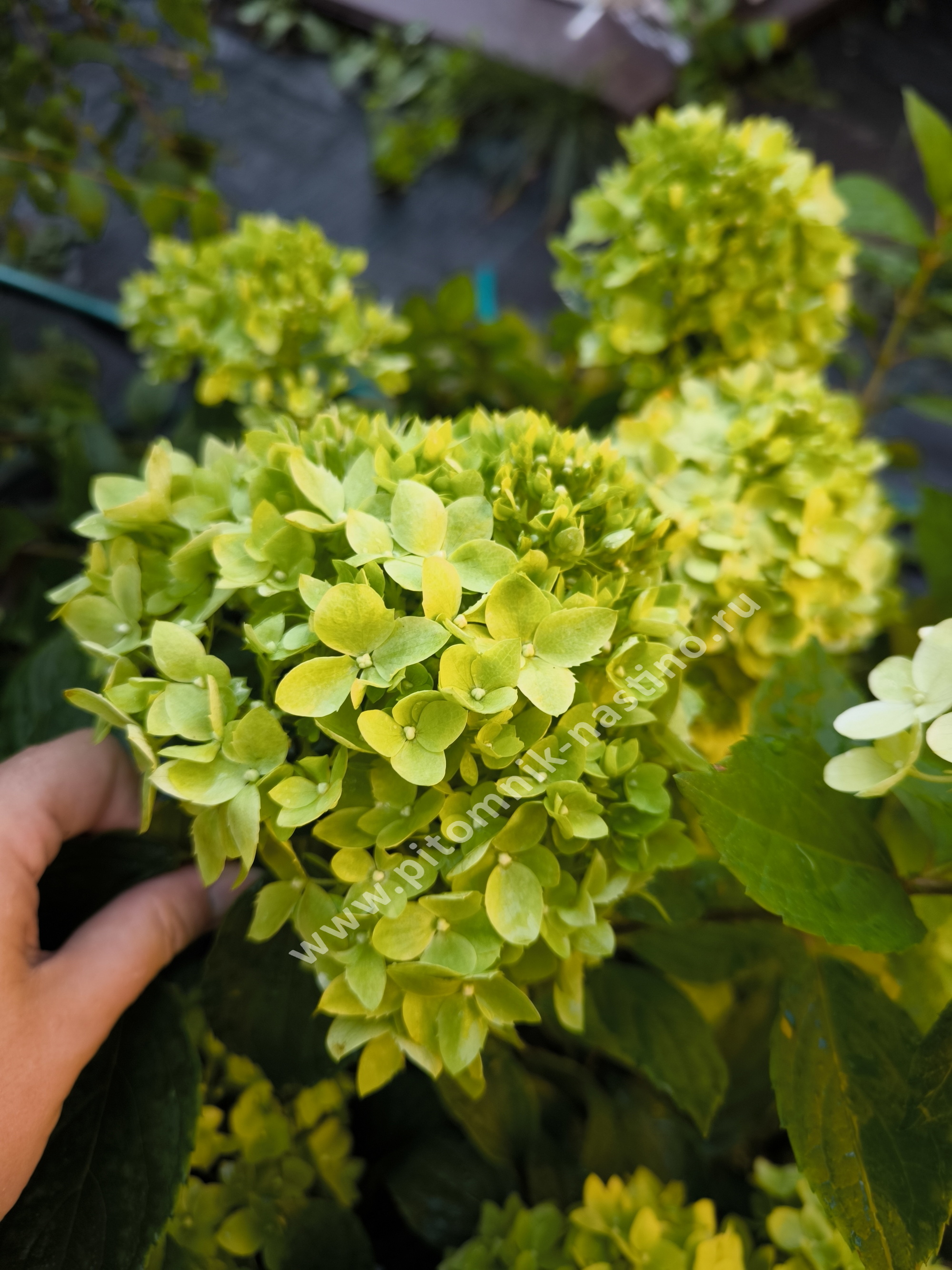 Соцветие гортензии метельчатой Little Apple