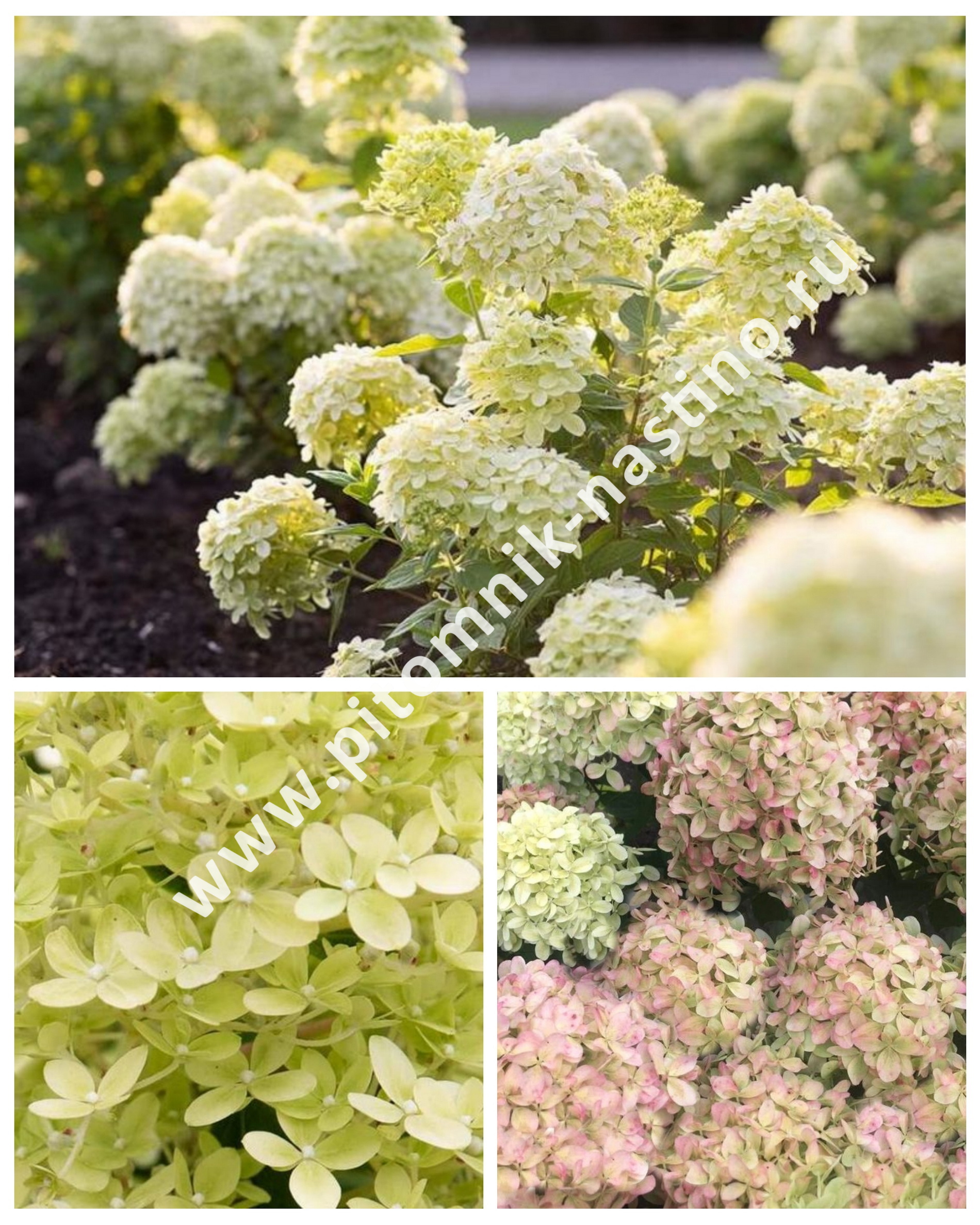 Little passive. Little passive. Little passive. Little passive. Hydrangea paniculata little passion.