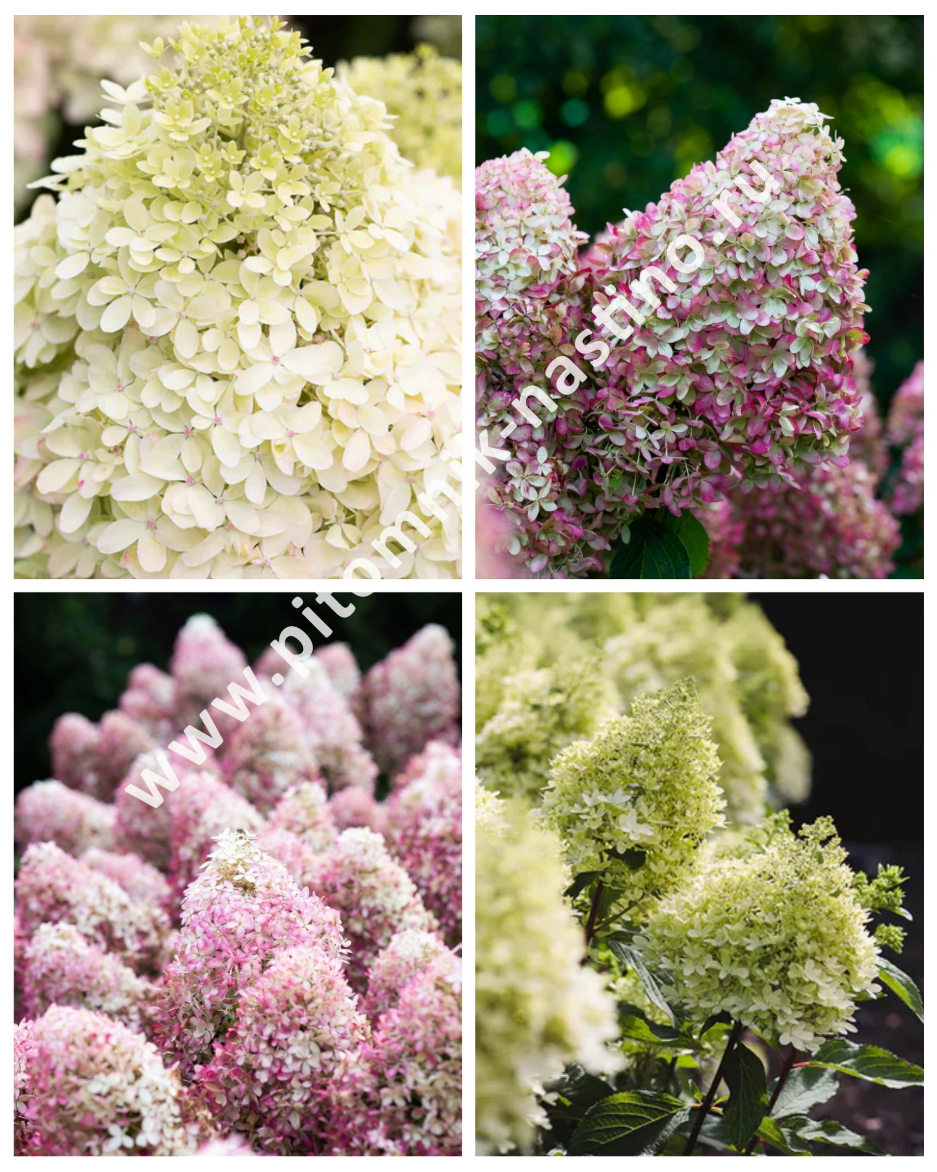 Гортензия метельчатая royal flower фото