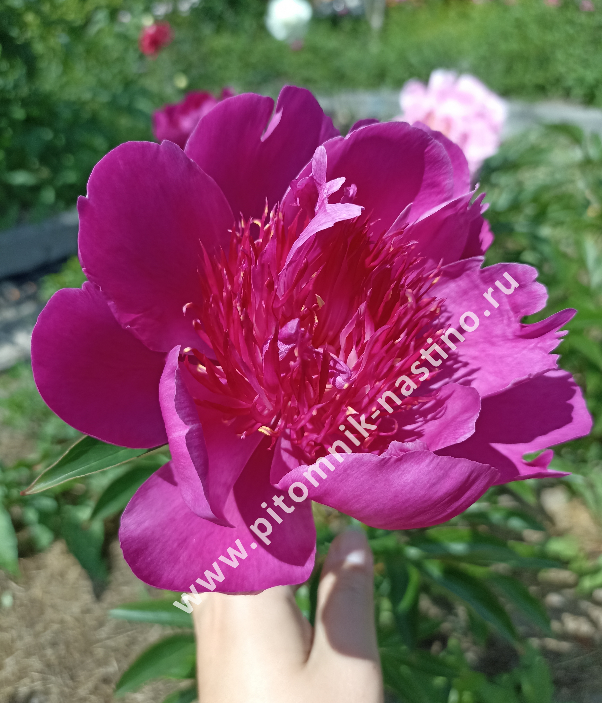 Пион лавендер букет фото и описание Пион Изи Лавендер (Paeonia Easy Lavender), ОКС