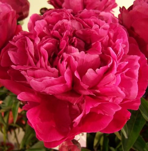 Пион ред сара бернар фото и описание Пион Ред Сара Бернар (Paeonia lactiflora Red Sarah Bernhardt) ОКС