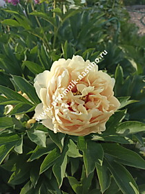 Пион Canary Brilliants ИТО-гибрид (Канари Бриллиантс) ОКС