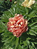 Пион Коппер Кеттл ИТО-гибрид (Paeonia Itoh-Hybrids Copper Kettle) ОКС