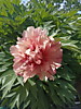 Пион Хиллари ИТО-гибрид (Paeonia Itoh-Hybrids Hillary) ОКС