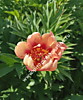 Пион Оранж Виктори ИТО-гибрид (Paeonia Itoh-Hybrids Orange Victory) ОКС