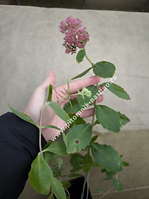 Очиток Herbstfreude (седум Хербстфройде) - пример саженца