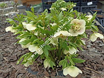 Морозник восточный крапчатый