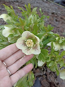 Морозник восточный (начало цветения)