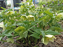 Куст морозника восточного в полном роспуске