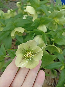 Морозник восточный (полный роспуск)