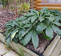 Куст морозника восточного после цветения