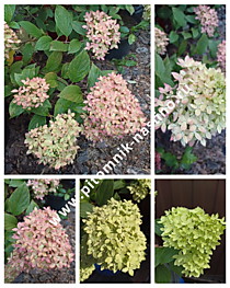Гортензия метельчатая Bee Green (BG, Би Грин) (Р9)