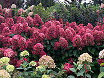 Метельчатая гортензия Бонфаер (Hydrangea paniculata Bonfire) в конце цветения