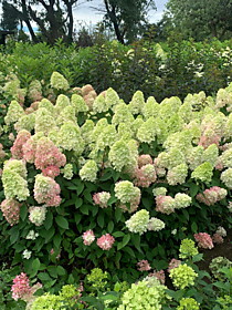 Кусты метельчатой гортензии Бонфаер (Hydrangea paniculata Bonfire) в начале цветения