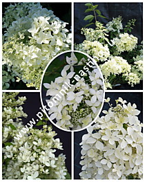 Гортензия метельчатая Dentelle de Gorron (Дентель Де Горон, Rencri) (С3)