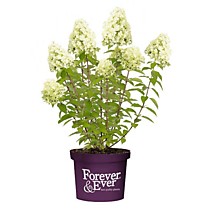 Гортензия метельчатая Forever and Ever Lime Green (Форевер энд Эвер Лайм Грин) (Р9)
