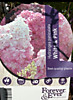 Гортензия метельчатая Forever and Ever White Pink (Форевер энд Эвер Вайт Пинк) (Р9)