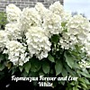 Гортензия метельчатая Forever and Ever White (Форевер энд Эвер Вайт) (Р9)