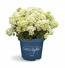 Гортензия метельчатая Gardenlight LittleLight (Гарденлайт Литл Лайт) (ОКС, Европа)
