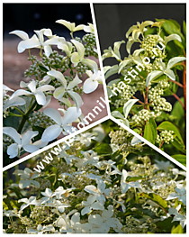 Гортензия метельчатая Great Star (Грейт Стар, Le Vasterival) (С3)