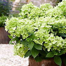 Гортензия метельчатая Gardenlight Greenlight (Гарденлайт Гринлайт) (С1, Европа)