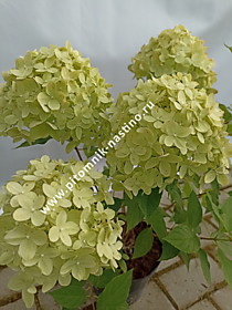 Гортензия метельчатая Gardenlight Greenlight (Гарденлайт Гринлайт) (Р9)