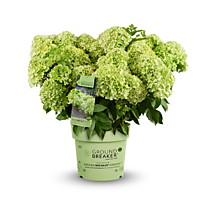 
    Гортензия метельчатая Groundbreaker Greeny (= Little Apple, Граундбрейкер Гренни) (Р9, Европа)
  
