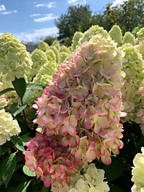 Соцветие метельчатой гортензии Бонфаер (Hydrangea paniculata Bonfire)