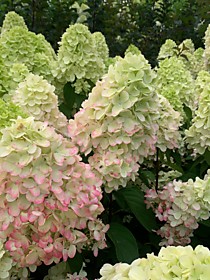 Метельчатая гортензия Бонфаер (Hydrangea paniculata Bonfire) в начале цветения