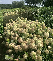 Куст гортензии метельчатой Пиксио (Hydrangea paniculata Pixio). Начало окрашивания соцветий