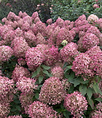Куст гортензии метельчатой Пиксио (Hydrangea paniculata Pixio) осенью