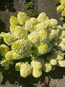 Гортензия метельчатая Gardenlight Lemonlight (Гарденлайт Лемонлайт) (Р9)