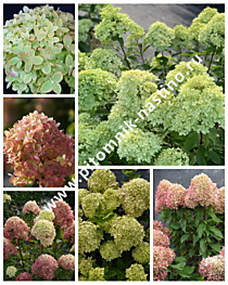Гортензия метельчатая Little Lime (Литл Лайм) (Р9)
