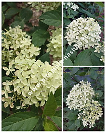 Гортензия метельчатая Magical Lime Sparkle (Меджикал Лайм Спаркл) (Р9)