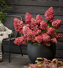 
    Гортензия метельчатая Magical Monte Verde (Меджикал Монте Верде) (ОКС, Европа)
  