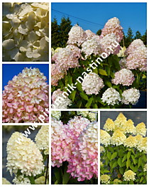Гортензия метельчатая Magical Sweet Summer (Меджикал Свит Саммер) (С3)