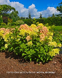 
    Гортензия метельчатая Мечта Лесково (Р9, Лесково)
  