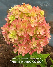 
    Гортензия метельчатая Мечта Лесково (С3, Лесково)
  