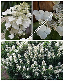 Гортензия метельчатая October Bride (Октобер Брайд) (Р9)