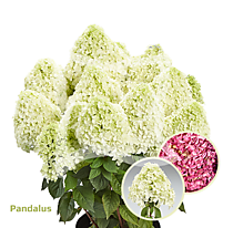 Гортензия метельчатая Pandalus (Пандалус) (Р9)