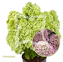 Гортензия метельчатая Pandora (Пандора) (Р9)