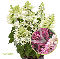 Гортензия метельчатая Pandria (Пандриа) (Р9)