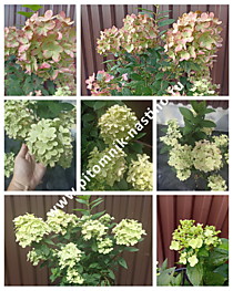 Гортензия метельчатая Panflora (Панфлора) (Р9)