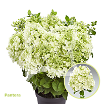 Гортензия метельчатая Pantera (Пантера) (Р9)