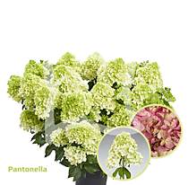 Гортензия метельчатая Pantonella (Пантонелла) (Р9)