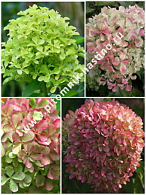 Гортензия метельчатая Perle de Festival (Жемчужина Фестиваля, Romantic Ace) (С7,5)