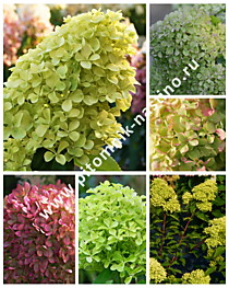 Гортензия метельчатая Perle de Festival (Жемчужина Фестиваля, Romantic Ace) (С3)