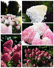 Гортензия метельчатая Pink and Rose (Пинк энд Роуз) (С3)