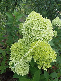 Соцветие гортензии метельчатой Пиксио (Hydrangea paniculata Pixio). Цветение наших маточных кустов
