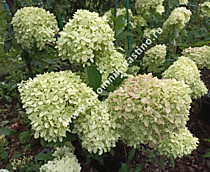 Гортензия метельчатая Пиксио (Hydrangea paniculata Pixio). Цветение наших маточных кустов